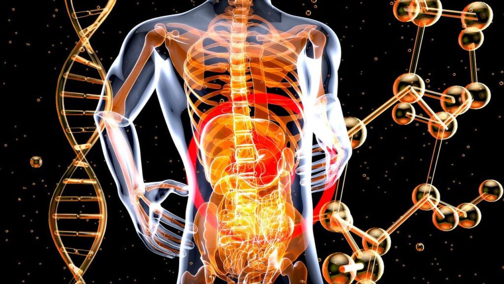 image of digestive tract system
