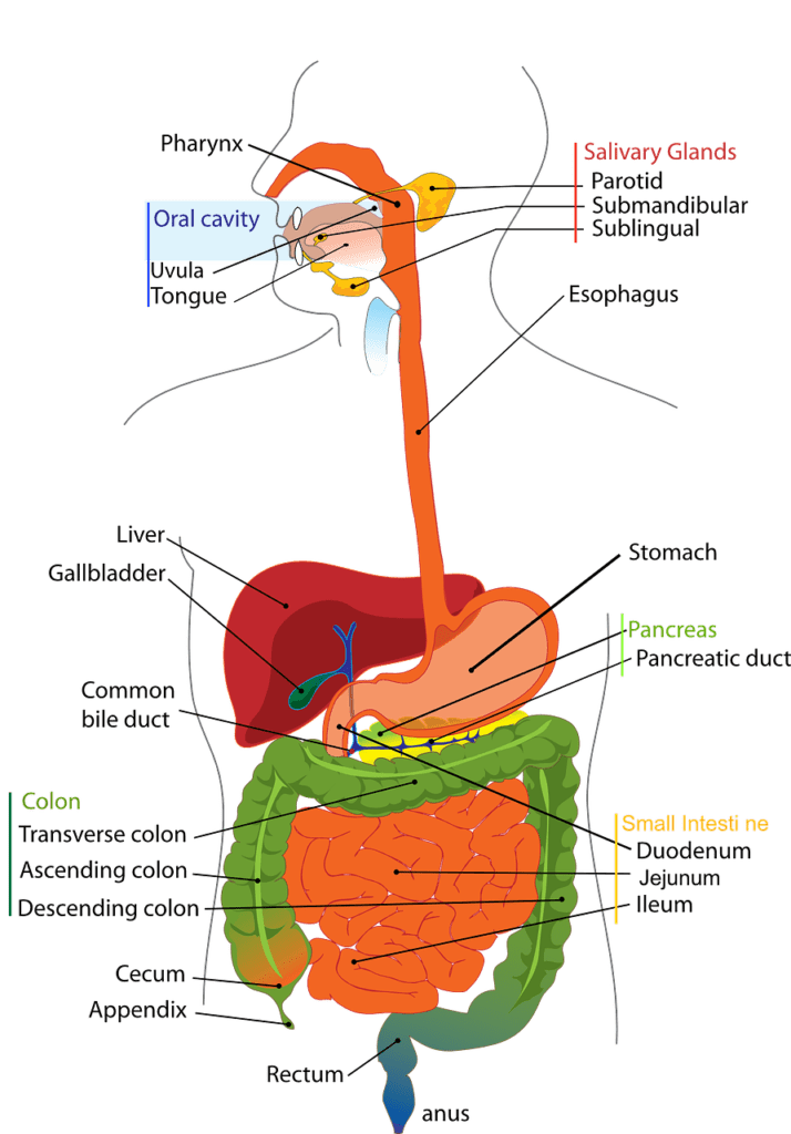 image of human digesive system