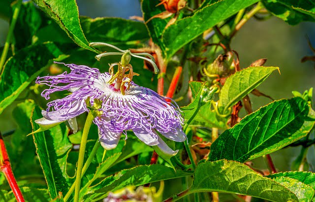 a Passion flower with green leaves