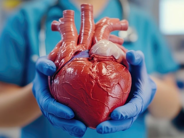 image showing human heart