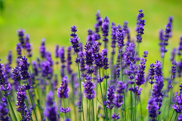 a group of Lavender flowers which is used as a natural herbal remedy for better health