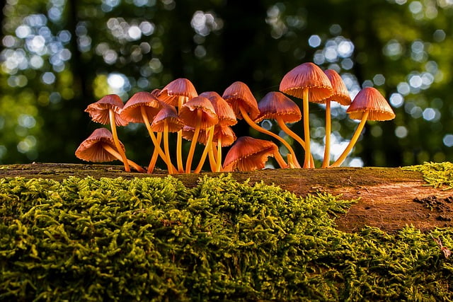 a group of adaptogenic mushrooms