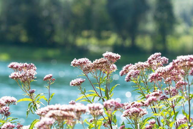 a group of purple flowers by water