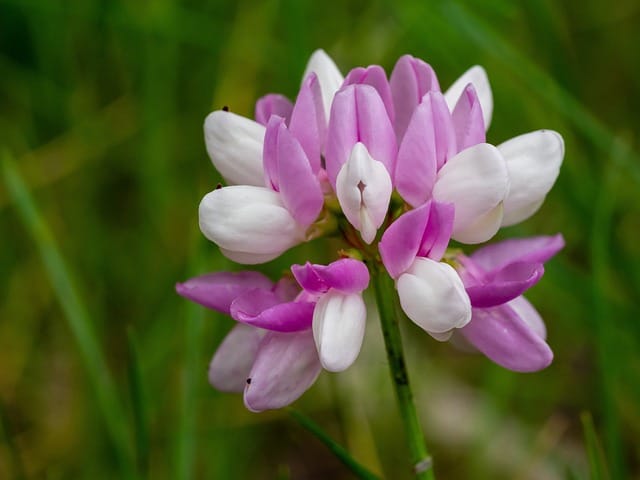 a astragalus plant