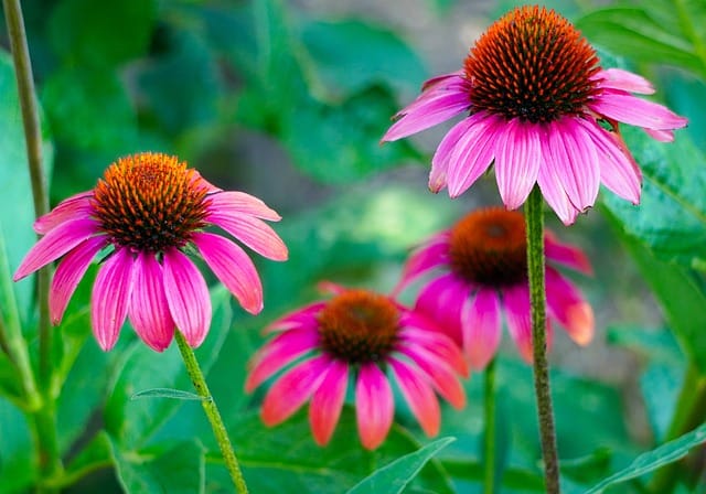 a echinacea flower