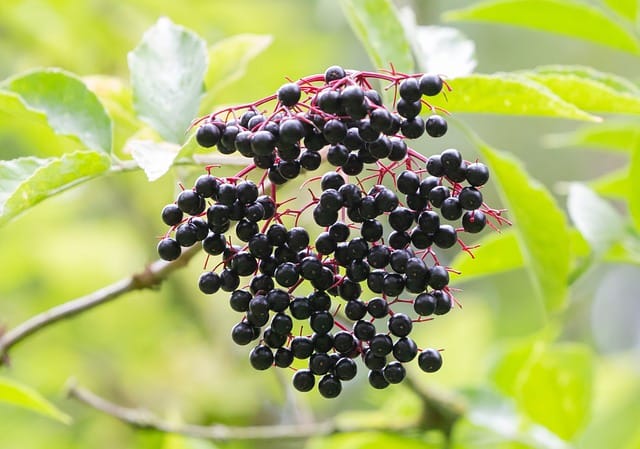 an elderberry plant is useful in building immune system