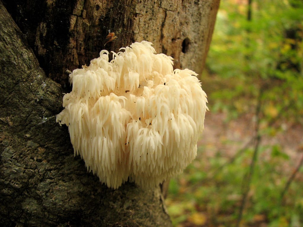 a image how to grow lion's manse mushroom