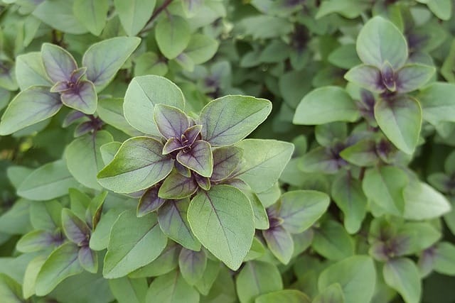 a tulsi plant